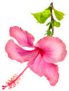 Pretty Pink Hibiscus Flower