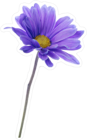 Pretty Purple Daisy Sticker