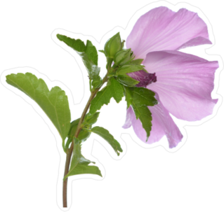 Pretty Purple Hibiscus Sticker