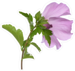 Pretty Purple Hibiscus Sticker