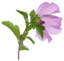Pretty Purple Hibiscus Sticker