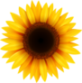 Pretty Sunflower Sticker