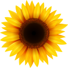 Pretty Sunflower Sticker