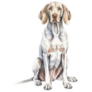 Pretty Weimaraner Sticker