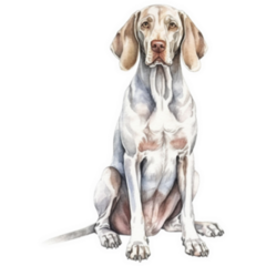 Pretty Weimaraner Sticker