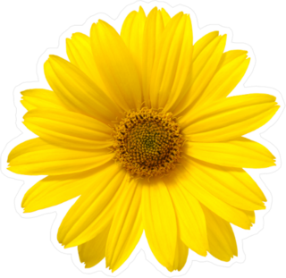 Pretty Yellow Daisy Flower Sticker