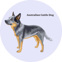 Profile Cattle Dog Sticker