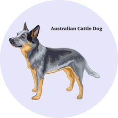 Profile Cattle Dog Sticker