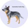 Profile Cattle Dog Sticker