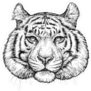 Puffy Tiger Face Illustration Sticker
