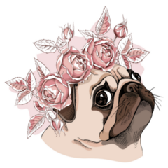 Pug A Rose Flower Head Sticker