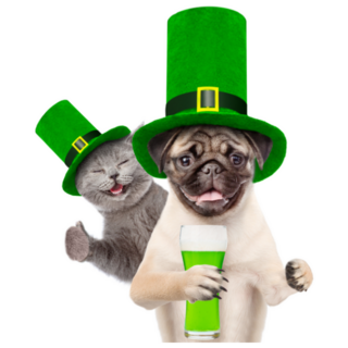 Pug and Grey Cat Celebrating St Patricks Day