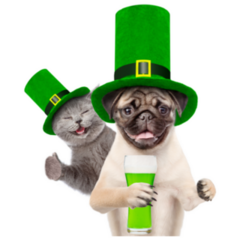 Pug and Grey Cat Celebrating St Patricks Day