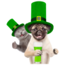 Pug and Grey Cat Celebrating St Patricks Day