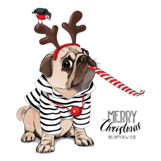  Pug Dog In A Striped Cardigan Sticker