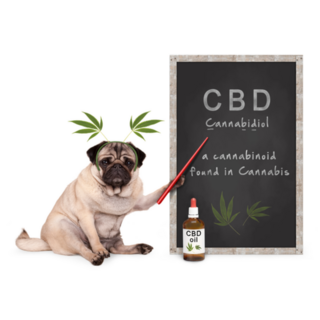 Pug Dog With Hemp Leaves Cbd Dropper Bottle Sticker