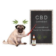 Pug Dog With Hemp Leaves Cbd Dropper Bottle Sticker