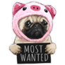 Pug Most Wanted Sticker