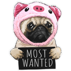 Pug Most Wanted Sticker