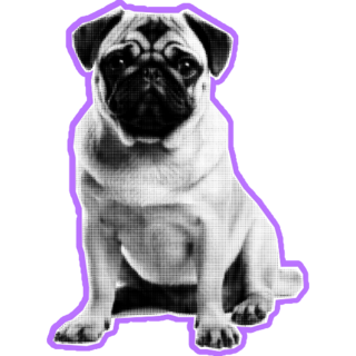 Pug On Purple Sticker