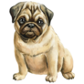 Pug Puppy Portrait Sticker