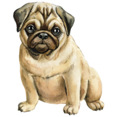 Pug Puppy Portrait Sticker