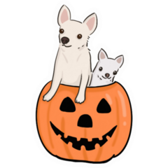 Pumpkin Chihuahuas Sticker 
