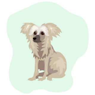 Puppy Chinese Crested Sticker
