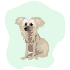 Puppy Chinese Crested Sticker