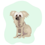 Puppy Chinese Crested Sticker