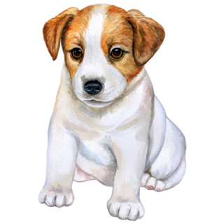 Puppy Jack Russell Sticker