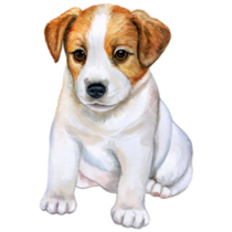 Puppy Jack Russell Sticker
