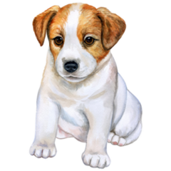 Puppy Jack Russell Sticker