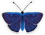 Purple and Blue Butterfly Sticker