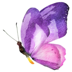Purple and Pink Watercolor Butterfly Sticker