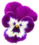 Purple And White Pansy Flower Face Sticker
