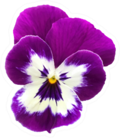 Purple And White Pansy Flower Face Sticker