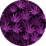 Purple Cannabis Leaves On Black Background Pattern Sticker