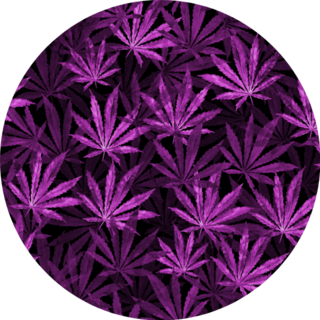 Purple Cannabis Leaves On Black Background Pattern Sticker