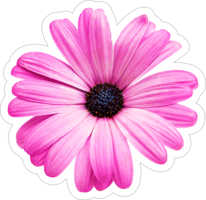 Purple Daisy Flower Sticker