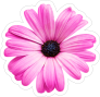Purple Daisy Flower Sticker