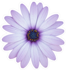 Purple Daisy Sticker