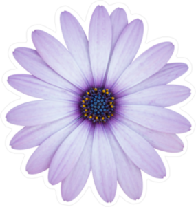 Purple Daisy Sticker
