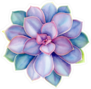Purple Echeveria Succulent Sticker