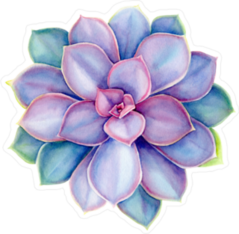 Purple Echeveria Succulent Sticker