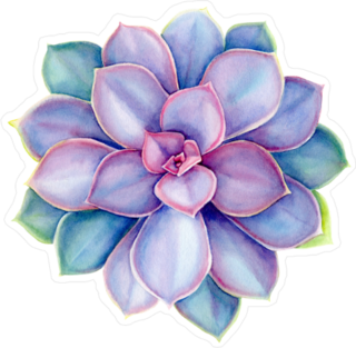 Purple Echeveria Succulent Sticker