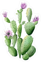 Purple Flowering Cactus Sticker