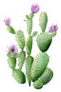 Purple Flowering Cactus Sticker
