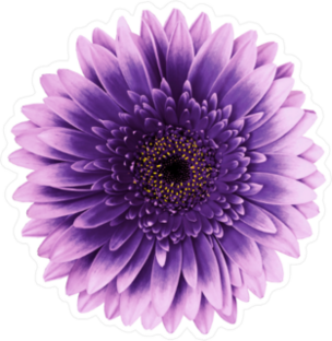 Purple Gerbera Daisy Sticker