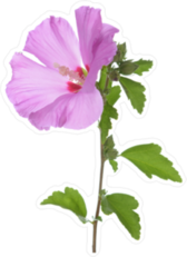 Purple Hibiscus Flower Sticker